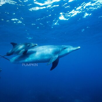 親子イルカ 　PH-A4-0111  ドルフィン　イルカ　オーシャン　青い海　海　蒼　透明の画像
