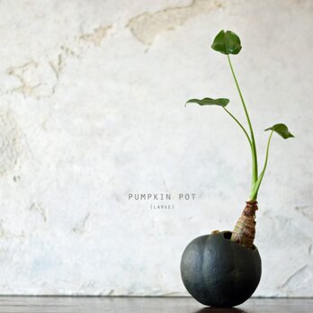pumpkin pot（large)クワズイモの画像