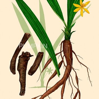 ハーブダイアリー　B-A4-03　ボタニカルアート　イラスト　センボウ　植物画　漢方　薬草の画像