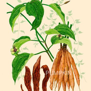 ハーブダイアリー　B-A4-06  ボタニカルアート　イラスト　百部　植物画　漢方　薬草の画像