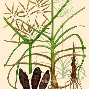 ハーブダイアリー　B-A4-011 ボタニカルアート　イラスト　香附子　植物画　漢方　薬草の画像