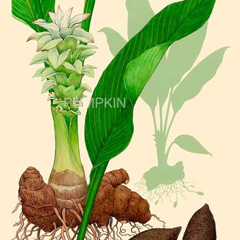 ハーブダイアリー　B-A4-019　ボタニカルアート　イラスト　ウコン　植物画　漢方　薬草　根の画像