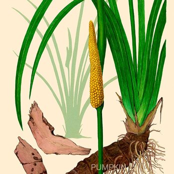 ハーブダイアリー　B-A4-014　ボタニカルアート　イラスト　　植物画　漢方 石菖蒲　薬草　根の画像