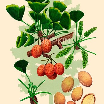 ハーブダイアリー　B-A4-016　ボタニカルアート　イラスト　銀杏　植物画　漢方 　薬草　根の画像