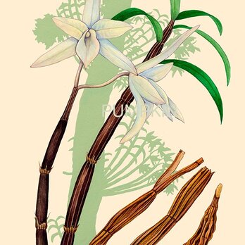 ハーブダイアリー　B-A4-021　ボタニカルアート 石斛（セッコク）イラスト　　植物画　漢方 　薬草　根の画像