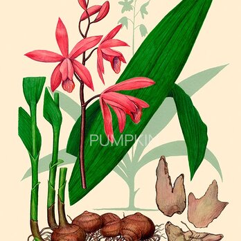 ハーブダイアリー　B-A4-023　ボタニカルアート シラン　イラスト　　植物画　漢方 　薬草　根の画像
