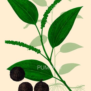 ハーブダイアリー　B-A4-024　ボタニカルアー　イラスト 華澄茄　植物画　漢方 　薬草　根の画像