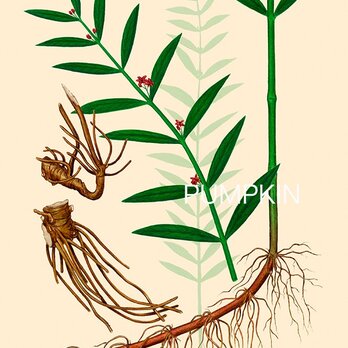 ハーブダイアリー　B-A4-025　ボタニカルアー　イラスト 白前　植物画　漢方 　薬草　根の画像