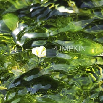 水中花　PH-A4-0117  写真　花　三島梅花藻　ミシマバイカモ　花弁　清流　流れ　富士山　伏流水の画像