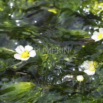 水中花-2　PH-A4-0118 写真　花　三島梅花藻　ミシマバイカモ　花弁　清流　流れ　富士山　伏流水の画像