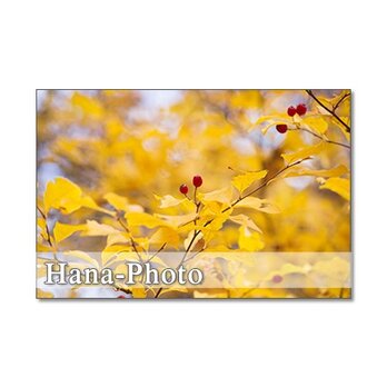 1269) 美しい秋の葉や実　　　5枚組ポストカードの画像
