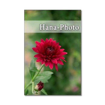 1270) 秋 美しい菊の花　　　5枚組ポストカードの画像