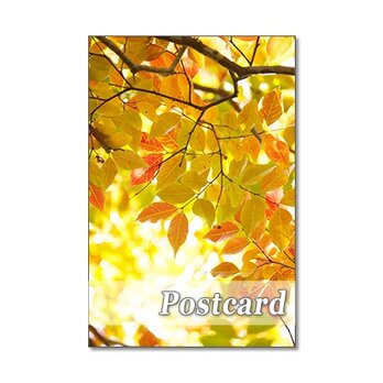 1272) 素敵で華やかな秋      ポストカード5枚組の画像