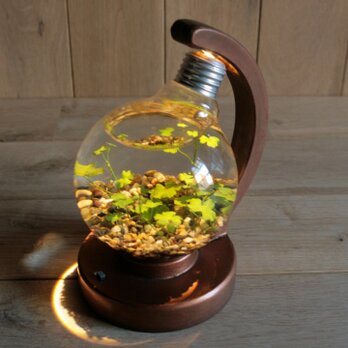 bulb terrarium ball [warm]の画像