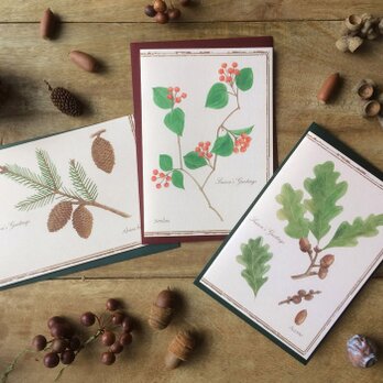 Season's greetings card 3種/ どんぐり、サンキライ、松ぼっくり