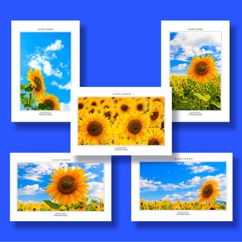「ひまわり」ポストカード5枚組の画像
