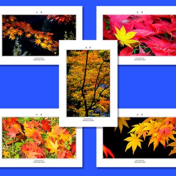 「紅葉」ポストカード5枚組の画像