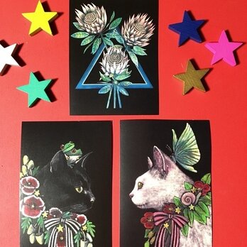 オリジナルポストカード3枚セット 白猫　黒猫　キングプロティアの画像