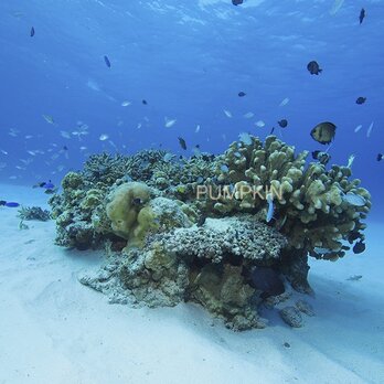 白砂のサンゴ-2　　PH-A4-0136　沖縄　慶良間諸島　写真　水中　白砂　サンゴ砂の画像