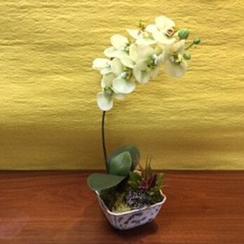 胡蝶蘭の鉢植え　（淡いミント）の画像