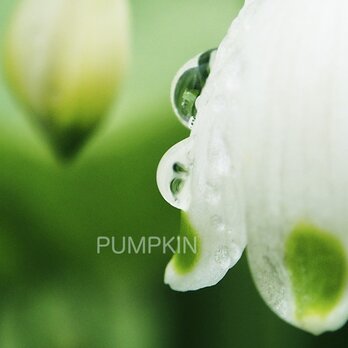 スノーフレークのしずく-No-3　　PH-A4-0137　スノーフレーク　白い花　雫　雨つぶ　小雨　光　水の玉の画像