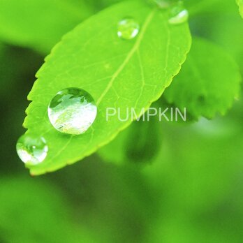 しずく-No-6　　PH-A4-0138　写真　雫　雨　水滴　雨つぶ　小雨　光　水玉の画像