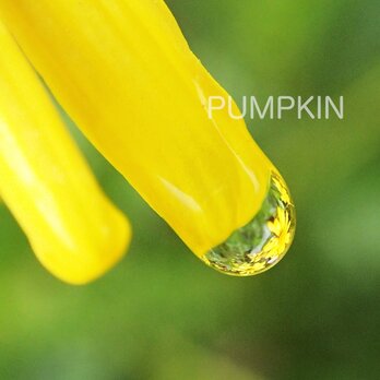 しずく-No-8　　PH-A4-0140　写真　雫　雨　水滴　雨つぶ　小雨　光　水玉の画像