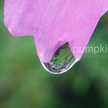 しずく-No-10　　PH-A4-0142   写真　雫　雨　水滴　雨つぶ　小雨　光　水玉の画像