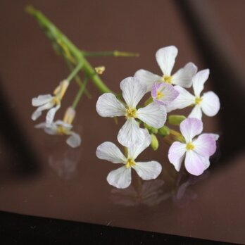 ＜ｓ・ｔさまご注文＞　ピュアカシミヤ＜霜の花＞　の画像