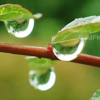 しずく-No-13　　PH-A4-0145   写真　雫　雨　水滴　雨つぶ　小雨　光　水玉の画像