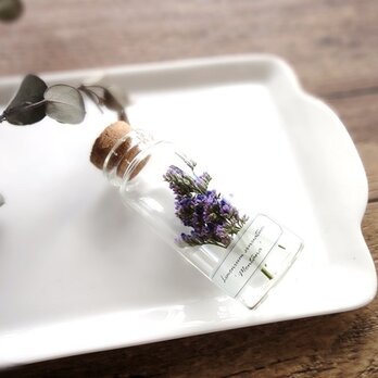 植物標本　Botanical Collection■No.2　スターチス　モンタナ