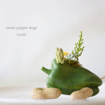 Green pepper dog（フセ）小型犬の画像