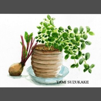 水彩画・原画「ビーツと鉢植え」の画像