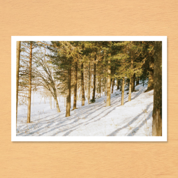 ポストカード No.1 『 Lulea / Sweden朝の森 』2枚セットの画像