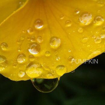 しずく-No-18　　PH-A4-0150   写真　雫　雨　水滴　雨つぶ　小雨　光　水玉の画像