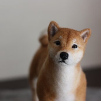 羊毛フェルト　リアル柴犬　Shiba Inu　・・・　の画像