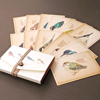 野鳥の図鑑風メッセージカード（専用ケース付き）の画像