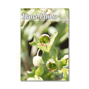 1292) 早春の花　フェチダス、クリスマスローズ、金魚草、スノードロップ、        ポストカード５枚セットの画像