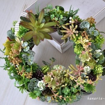シュテルン　星を想う植物 : wreathの画像