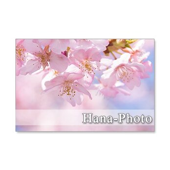 1297)河津桜、しだれ桜、緋寒桜、八重枝垂れ桜        ポストカード５枚セットの画像
