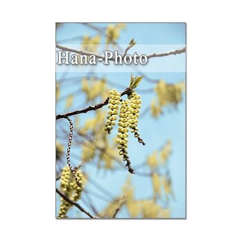 1298) キブシ、ヒュウガミズキ、桜、ウワミズ桜、コブシ        ポストカード５枚セットの画像