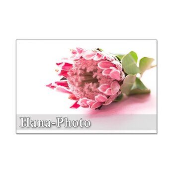 1299) エキゾチックな花　キングプロテア　　       ポストカード５枚セットの画像