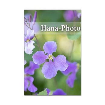 1304) ハナダイコン、アヤメ、スノーフレーク、ハナニラ　   ポストカード5枚組の画像