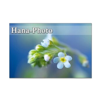 1306) クローズアップ　きゅうり草とツタカラクサ　　　 ポストカード5枚組の画像