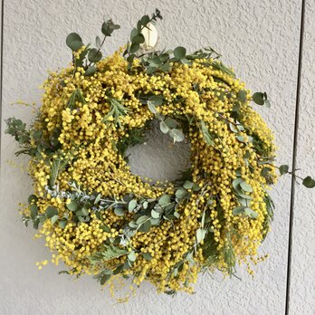 ミモザリース（フサアカシア）