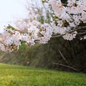 とりすけ様ご注文　＜桜＞染め　シルクカシミヤの画像