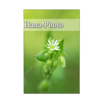 1307) 小さな野の花たち　1　　　 ポストカード5枚組の画像