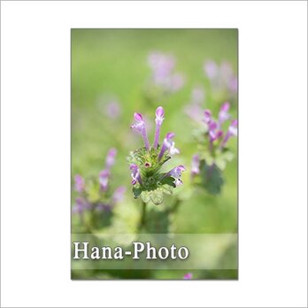 1308) 小さな野の花たち　2　　　 ポストカード5枚組の画像