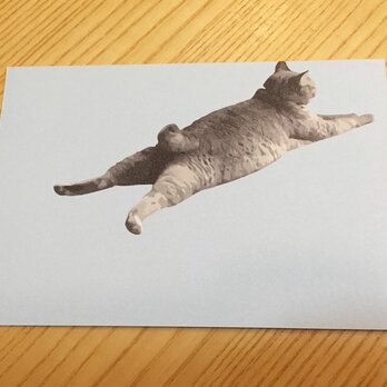 ネコポストカード ねころびネコの画像