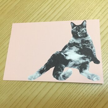 ネコポストカード 座るサビ猫の画像